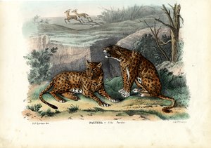 Leopard